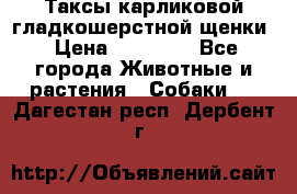 Таксы карликовой гладкошерстной щенки › Цена ­ 20 000 - Все города Животные и растения » Собаки   . Дагестан респ.,Дербент г.